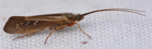 Réf. 341 459 : Limnephilus auricula